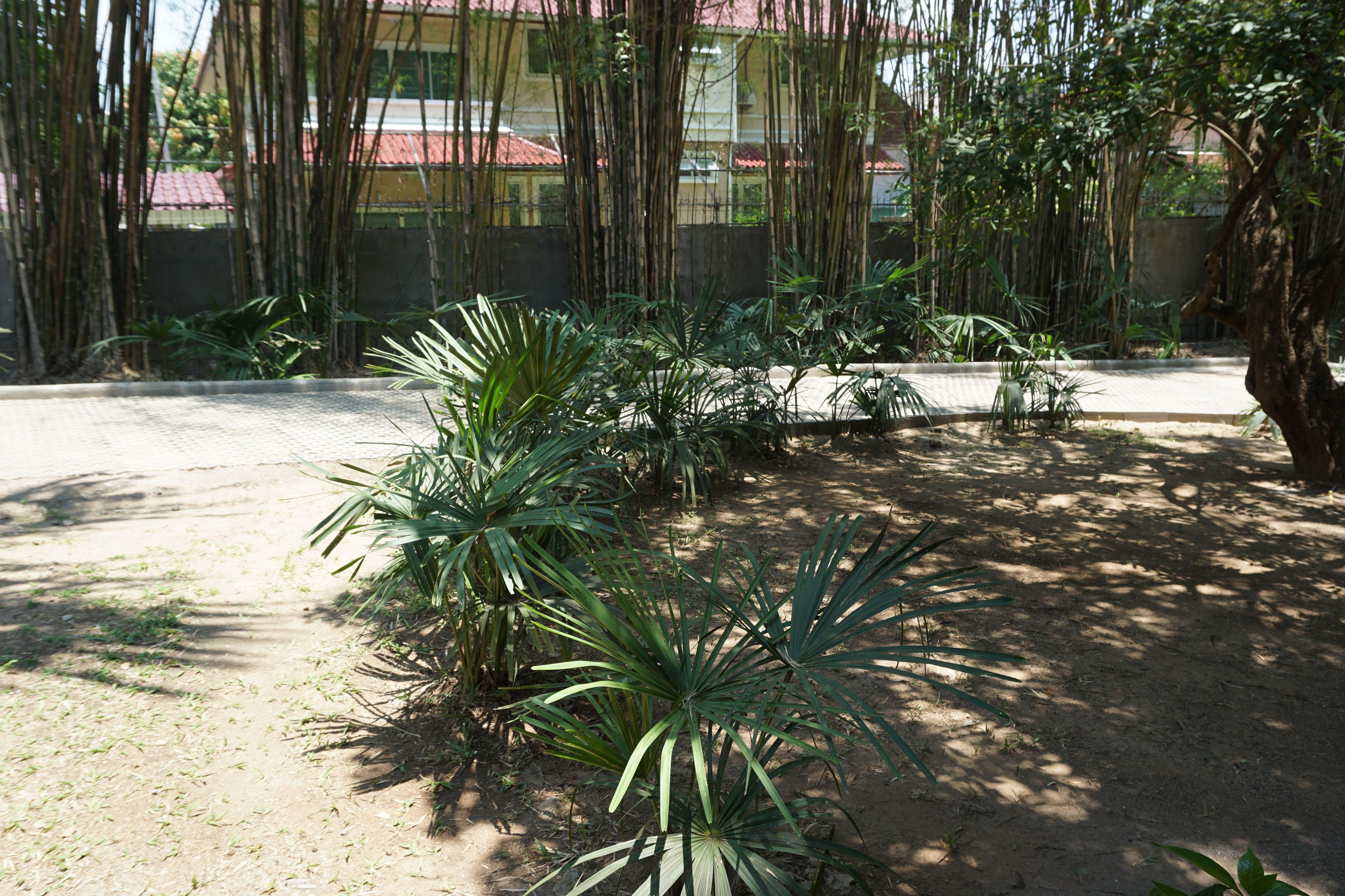 A garden with various plants and a tree.