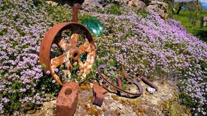 Un jardin où l’on trouve une vieille roue métallique rouillée et d’autres objets en métal, le tout au milieu de fleurs violettes.