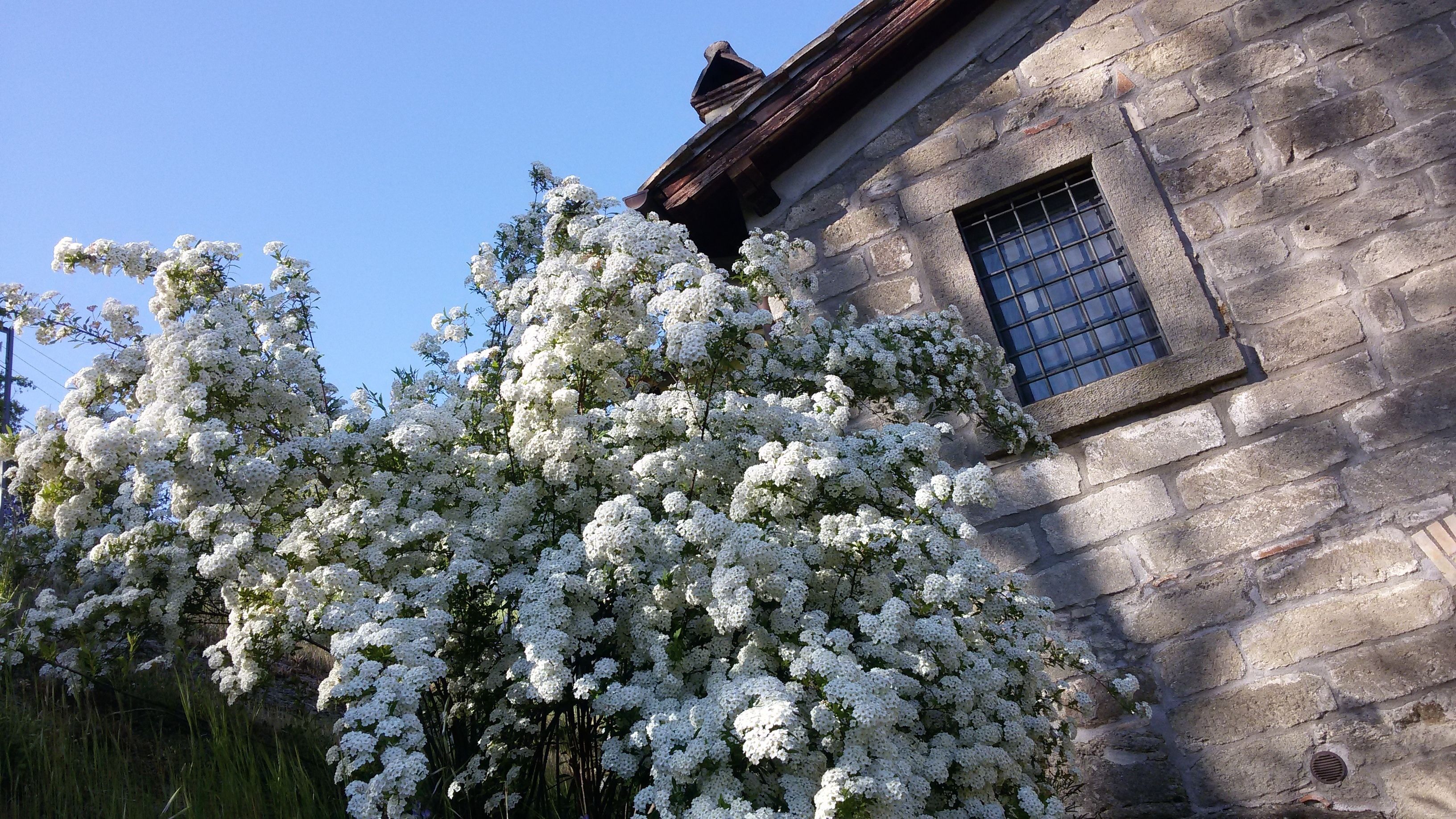 A stone building with a window and a tree with white flowers in front.