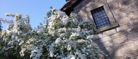 A stone building with a window and a tree with white flowers in front.