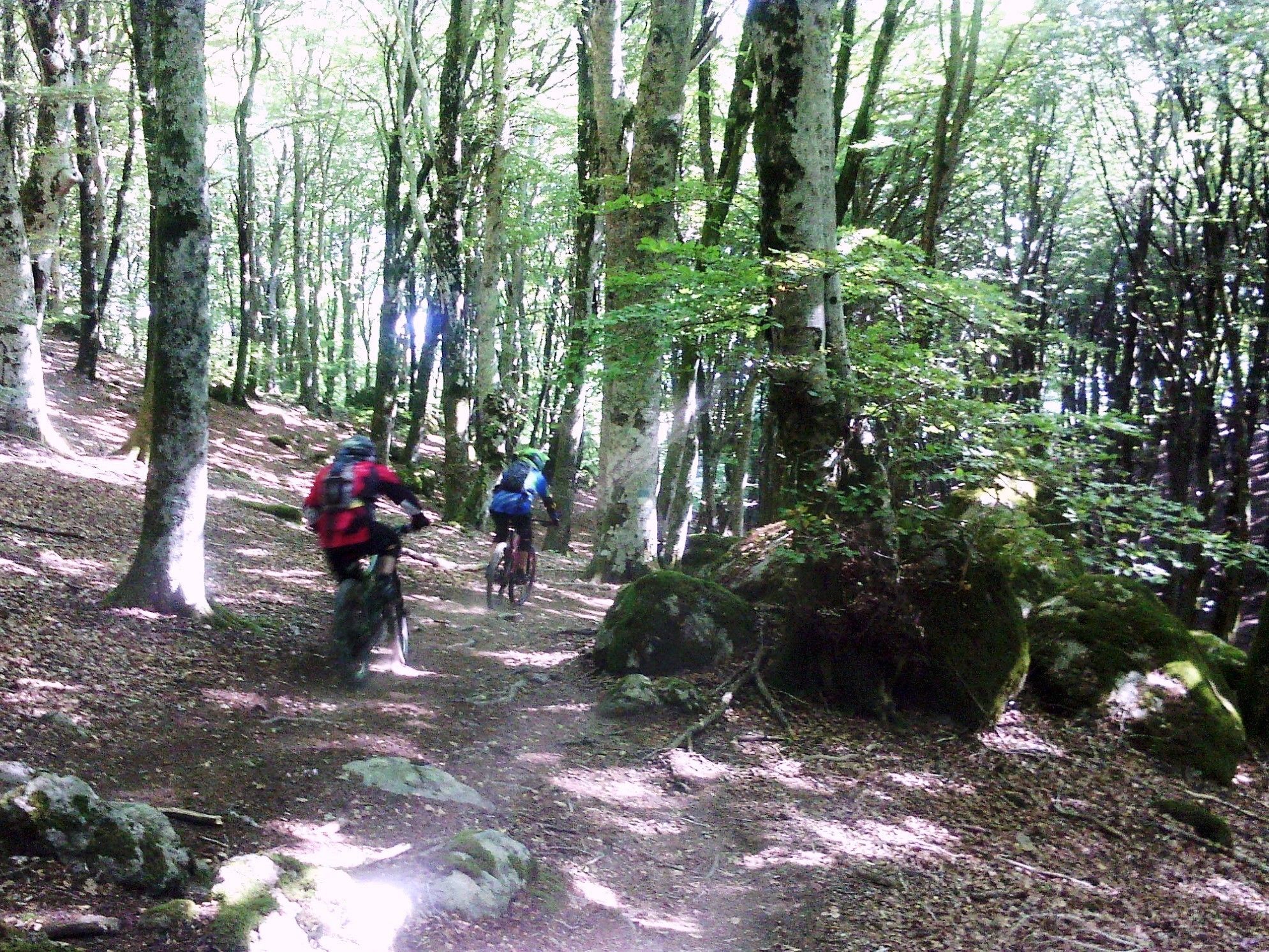 Sentiero nella foresta con ciclisti.