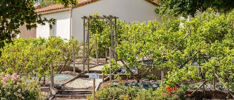 A garden with a wooden pergola, steps leading up to a house, and various plants and flowers.