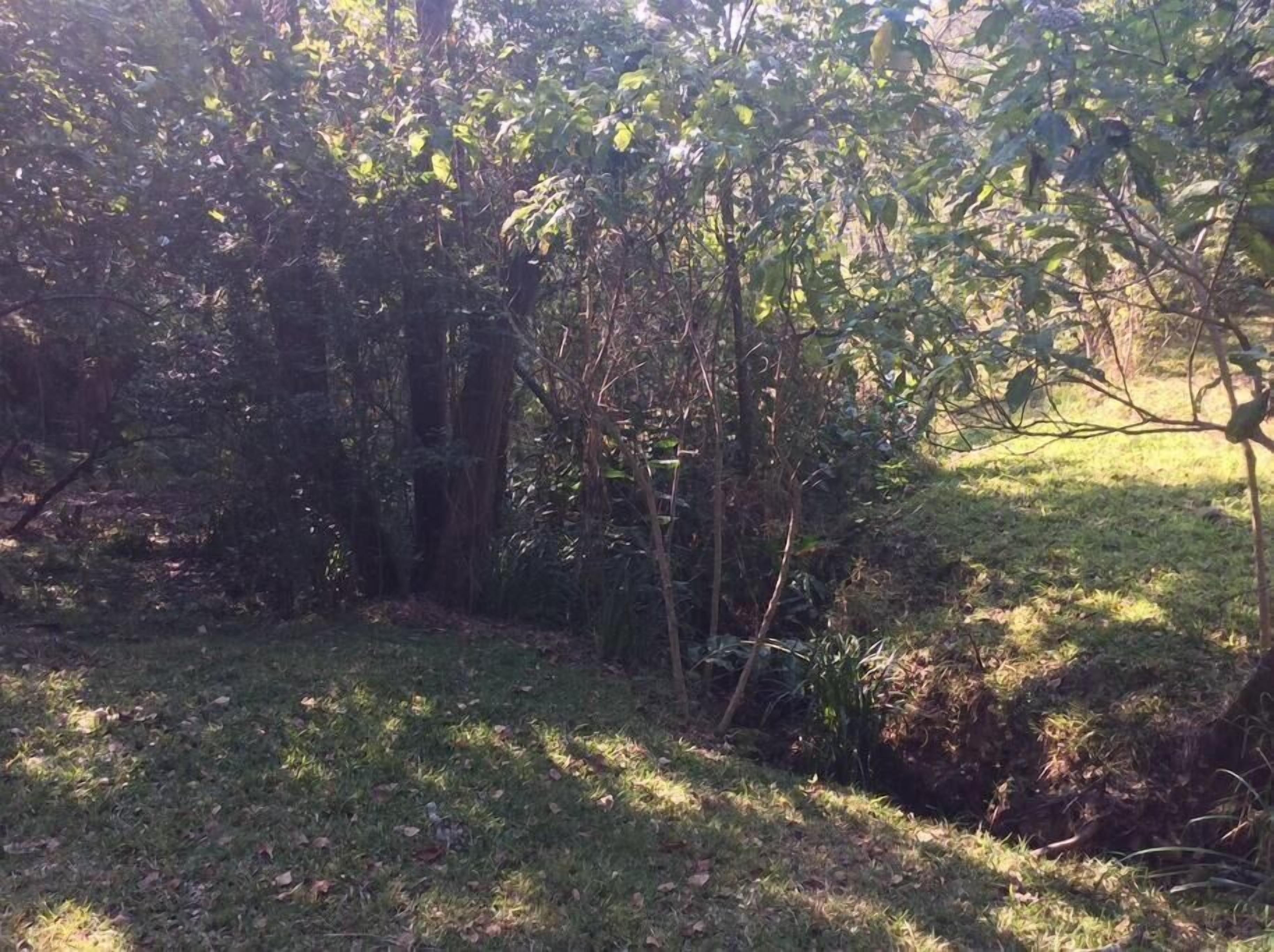 Een gazon met weelderige begroeiing en bomen.