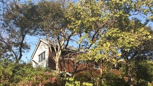 Une maison entourée d’une végétation luxuriante et d’un mur de pierre.