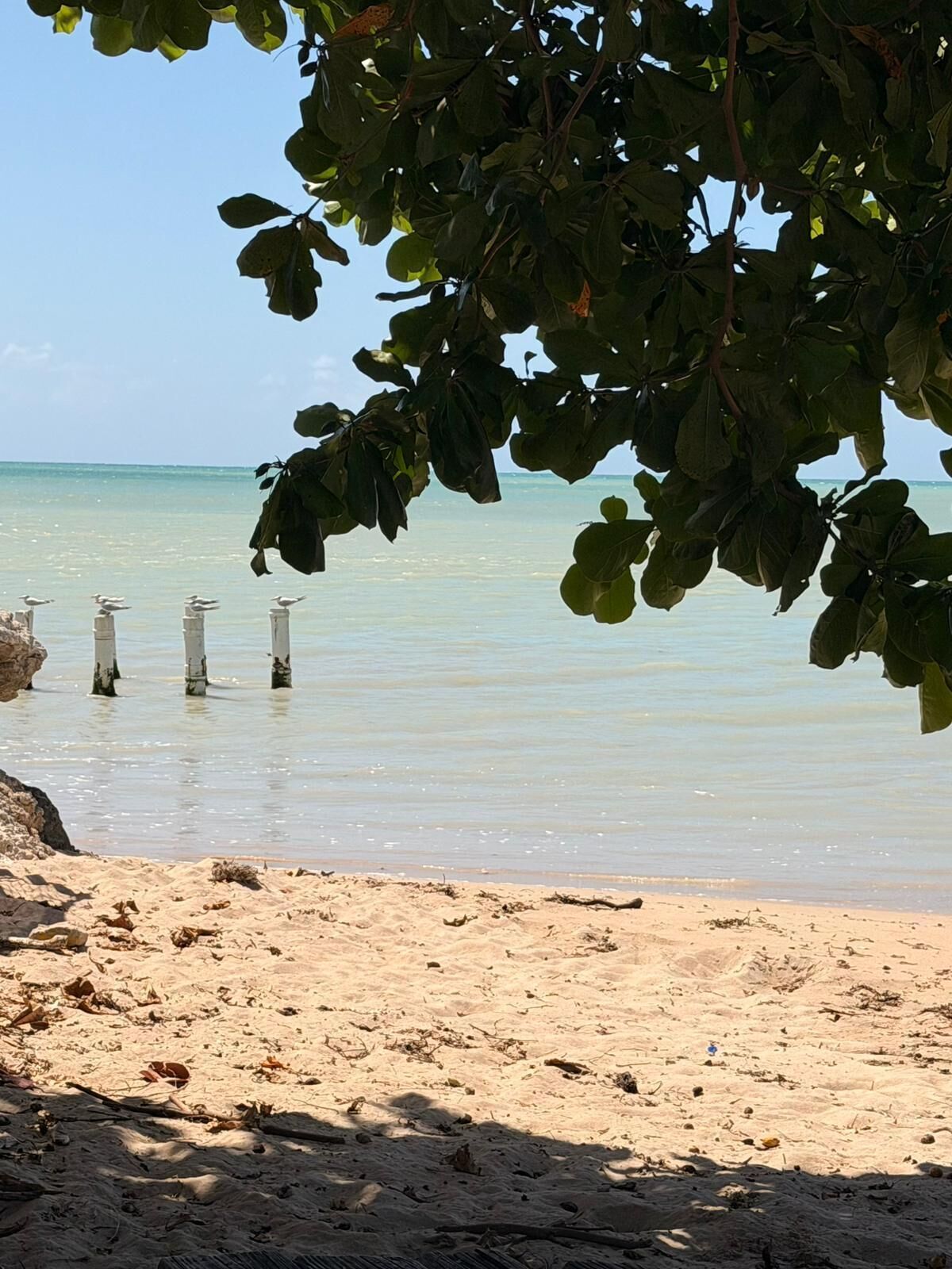 A beach with clear water, a sandy shore, and a tree with green leaves.