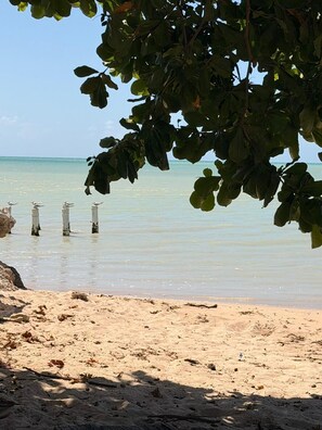 Una playa con aguas cristalinas, una orilla arenosa y un árbol de hojas verdes.