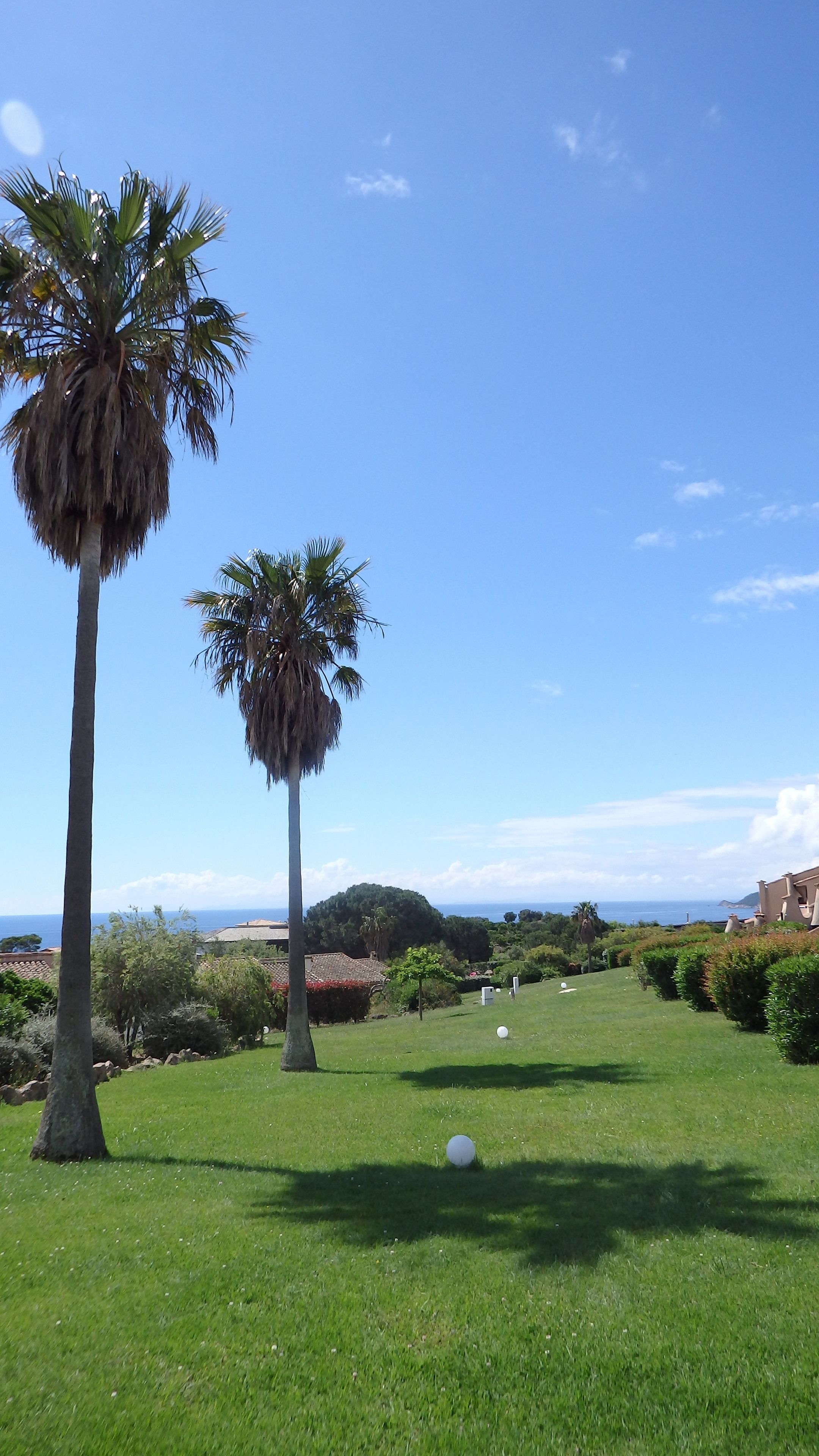 A grassy area with palm trees and a clear blue sky.