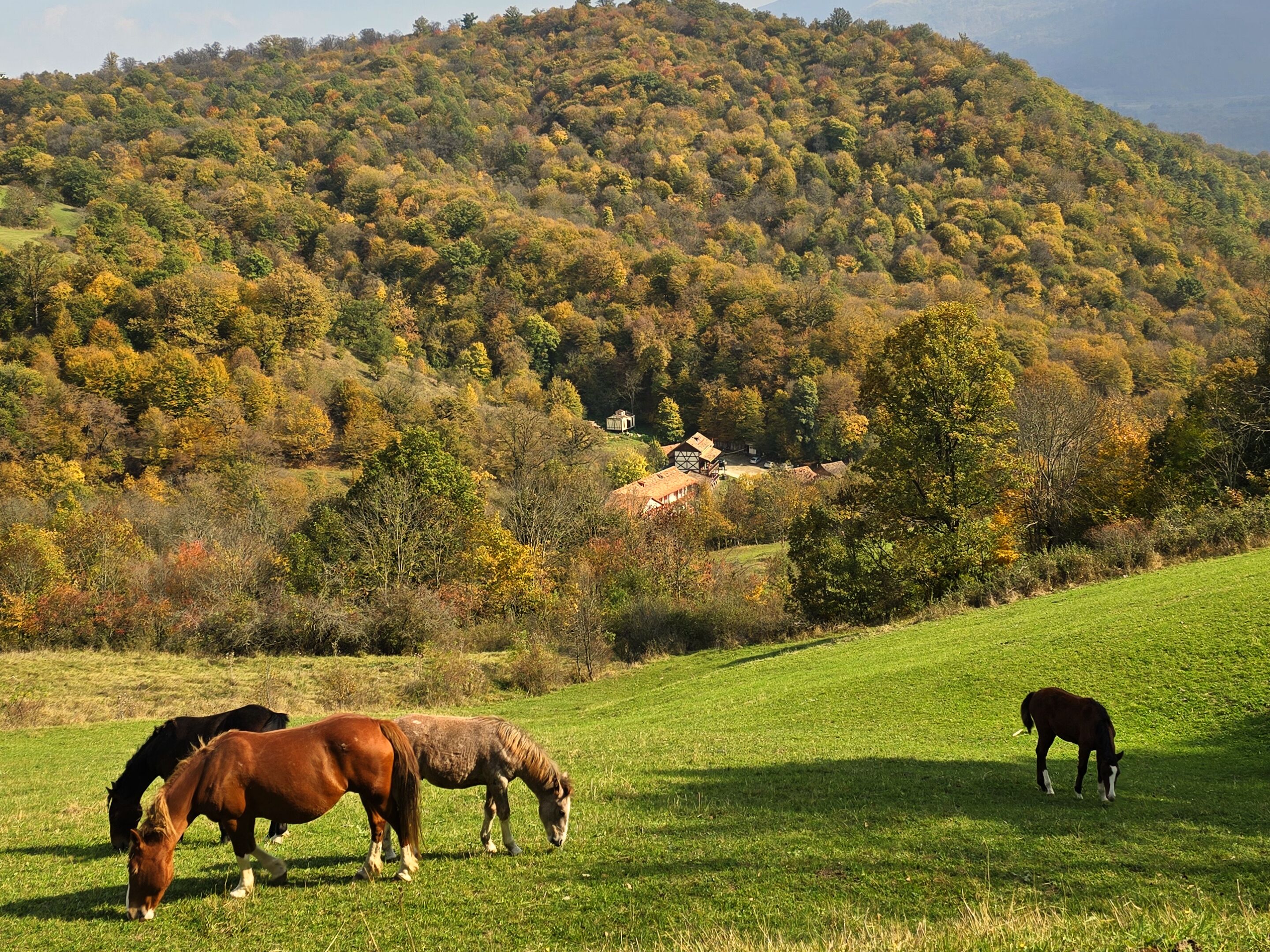 A rural landscape with horses grazing on a grassy field, a hill with trees in the background, and a small building on the hill.