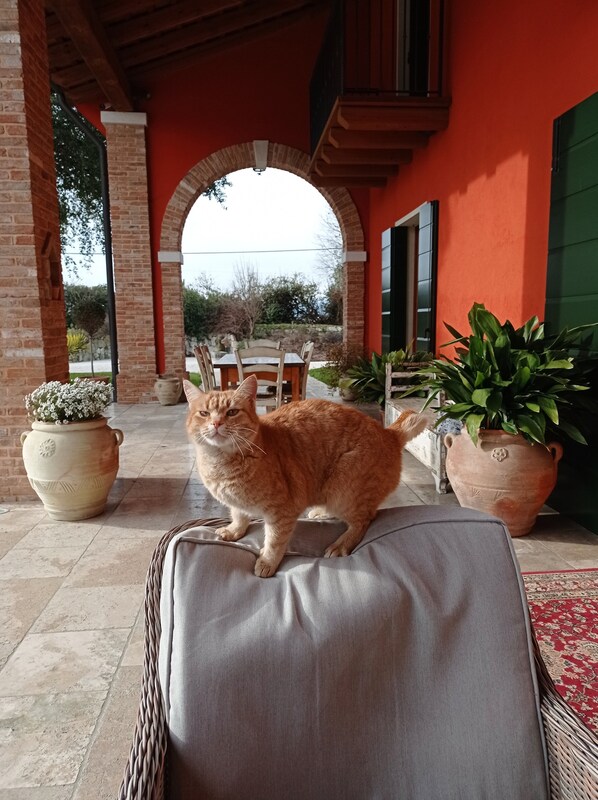 Pet-friendly