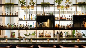 A bar area with multiple shelves of liquor bottles, hanging plants, and bar stools.