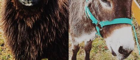 Comparación simultánea de una oveja y un burro.