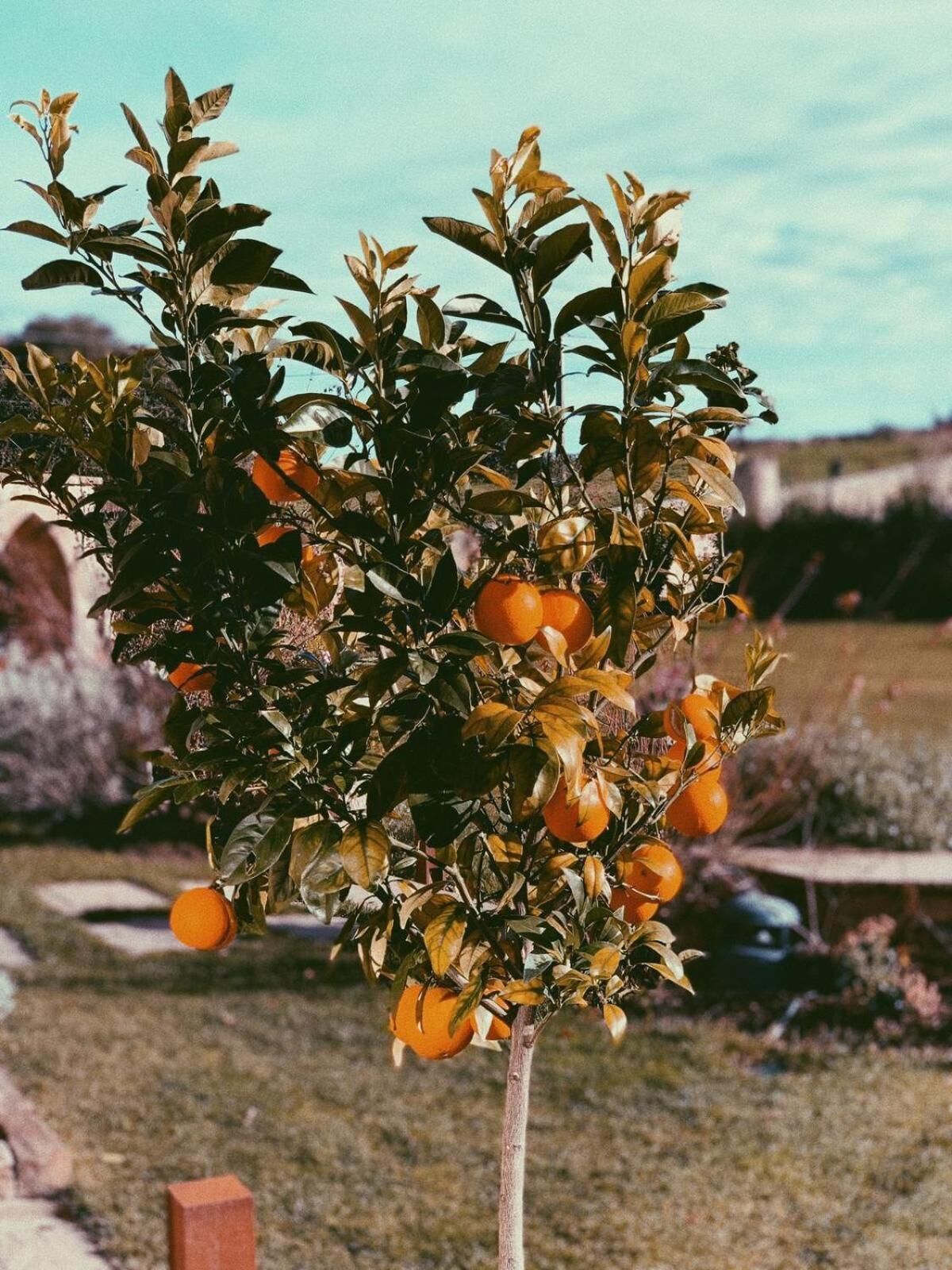 Un árbol cítrico con naranjas, una construcción de ladrillo y una zona con césped.