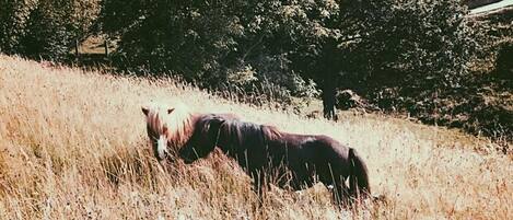 Un caballo pastando en un campo con árboles al fondo.