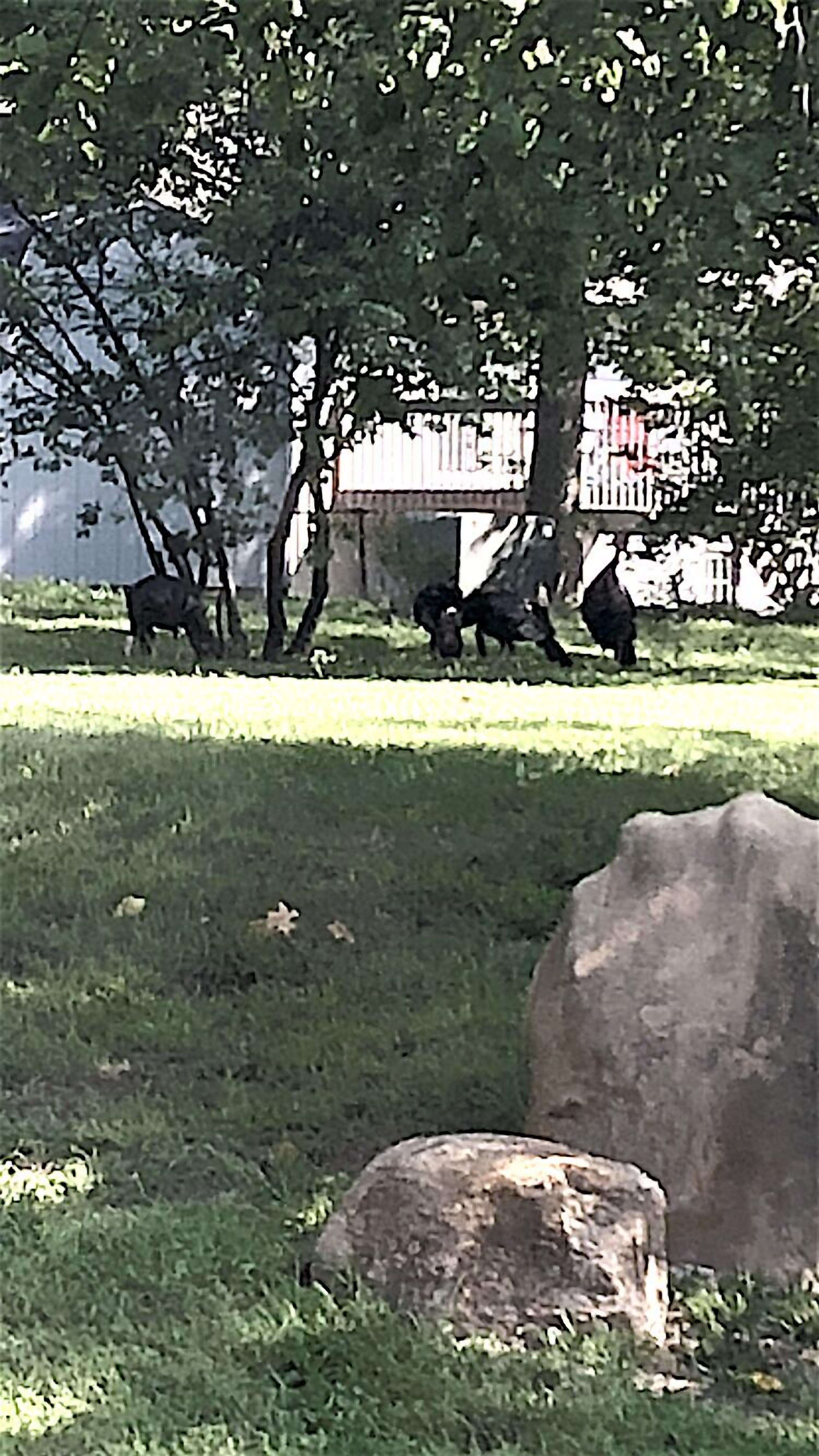 A grassy area with a large rock in the foreground, a tree, and a fence in the background.
