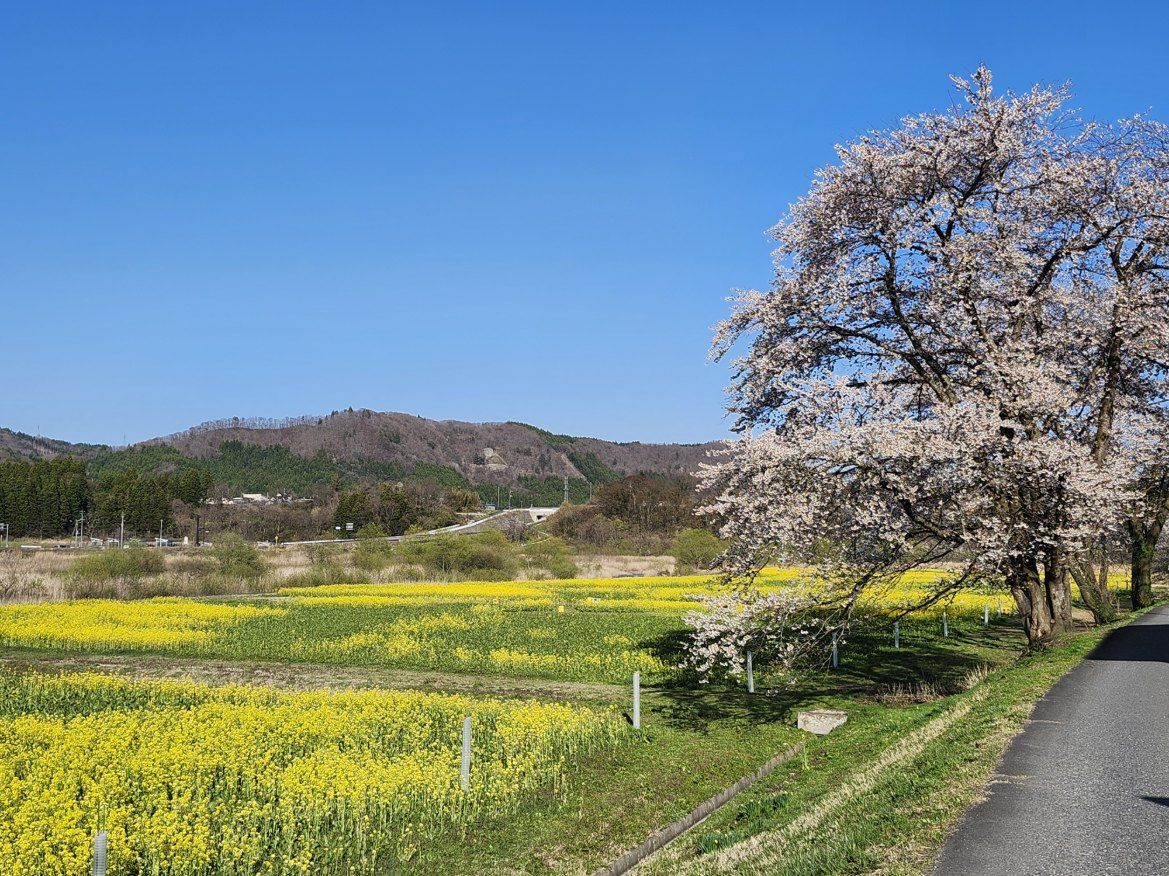 A rural landscape with a road, fields of yellow flowers, and a tree with white blossoms.