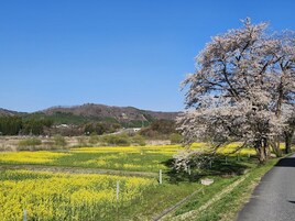 Paisaje rural con una carretera, campos de flores amarillas y un árbol con flores blancas.