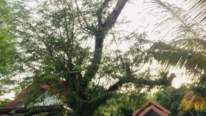 A garden area with a large tree, a gazebo, and a seating area with chairs.