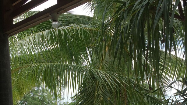 A beach scene with a boat, palm trees, and people. - Mook Tamarind Resort (Ko Mook)