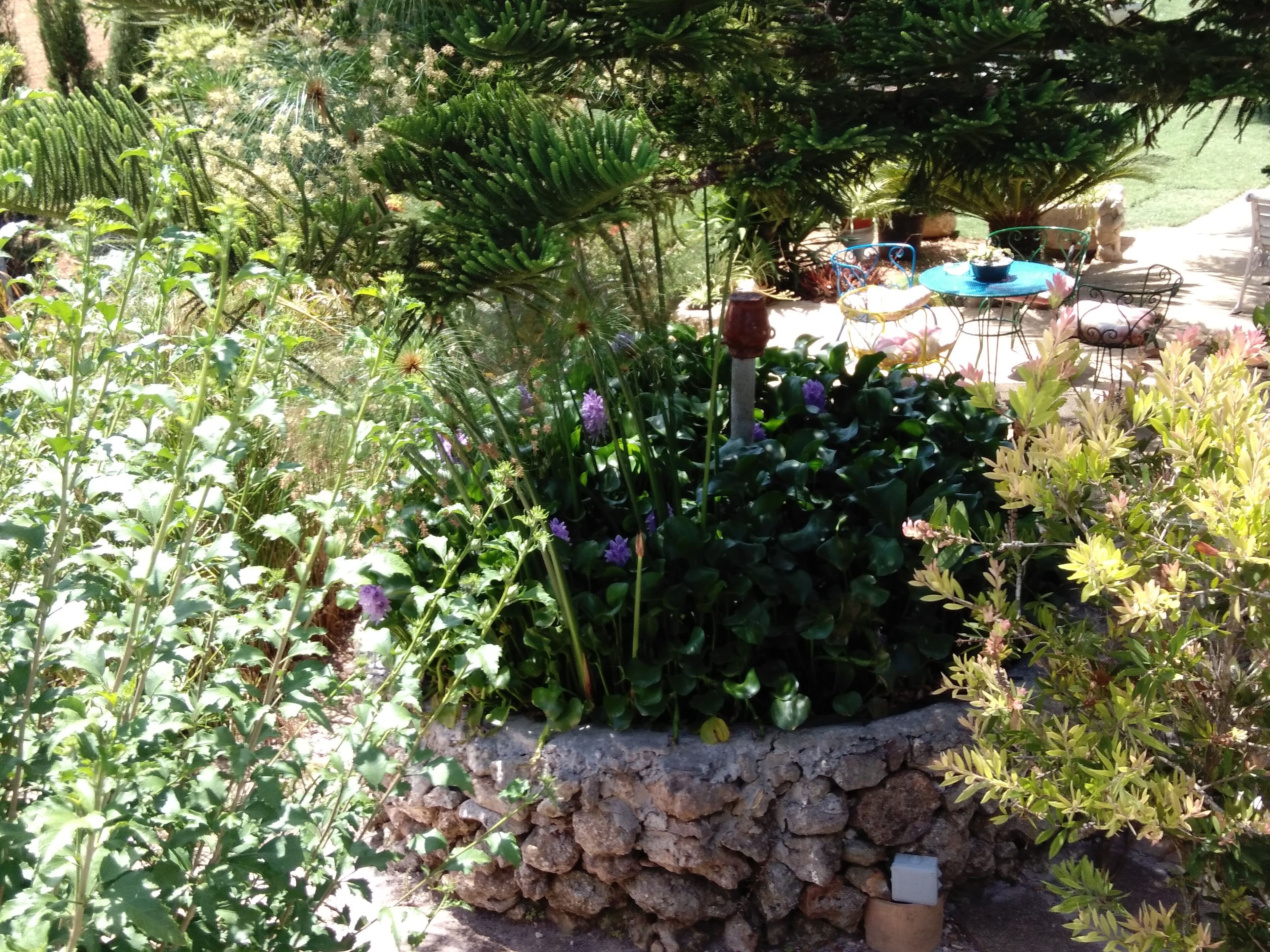 Un jardín con diversas plantas y un muro de piedra.