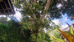 A garden pathway with a variety of plants and a tree. - Dana's Place Private Villa (Ubud)
