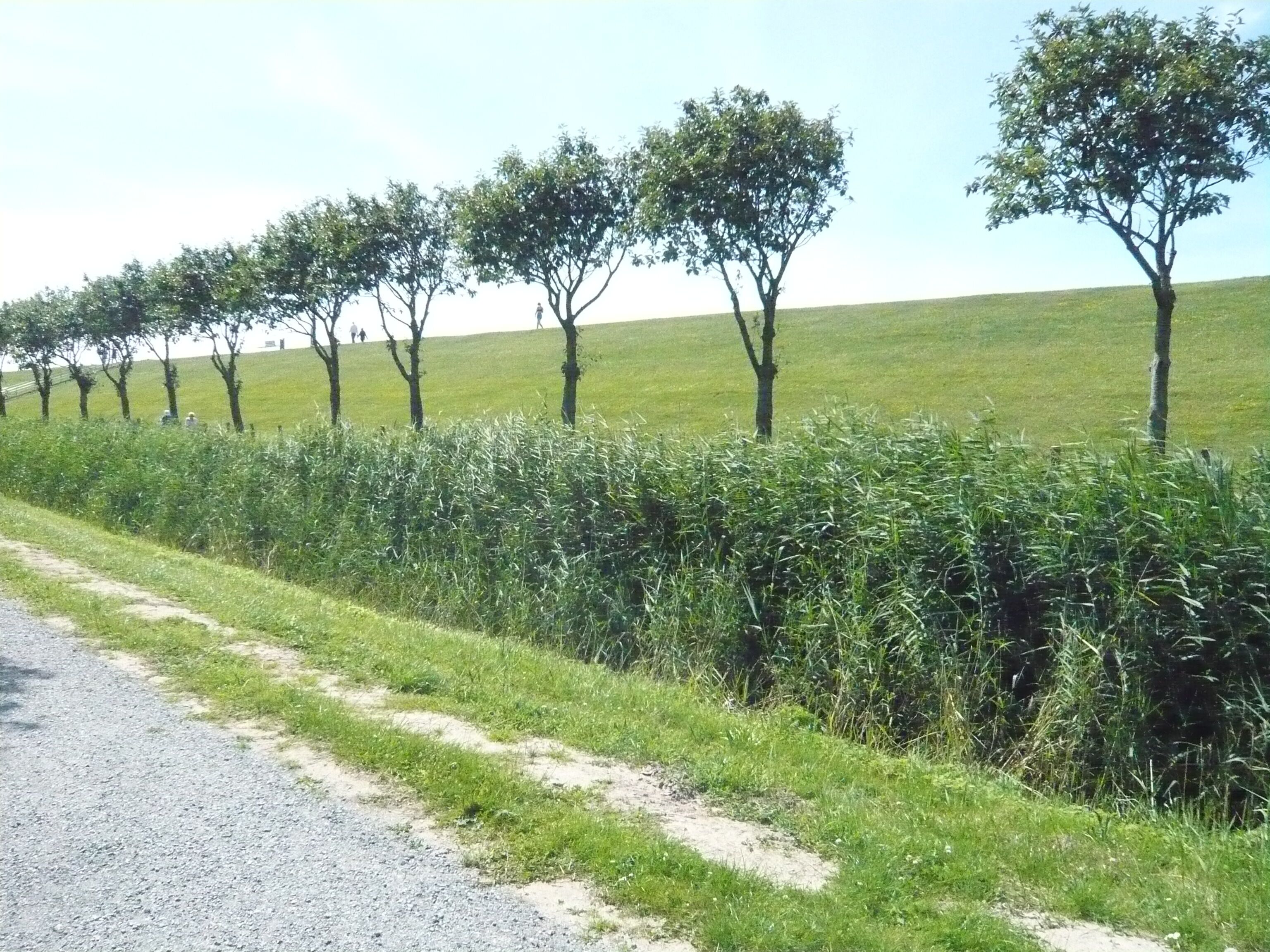Uma estrada rural com uma fileira de árvores e um campo gramado.