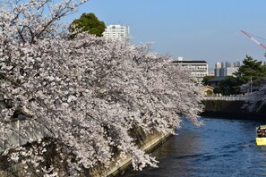 Une rivière bordée d’arbres en fleurs, dont un cerisier en pleine floraison.