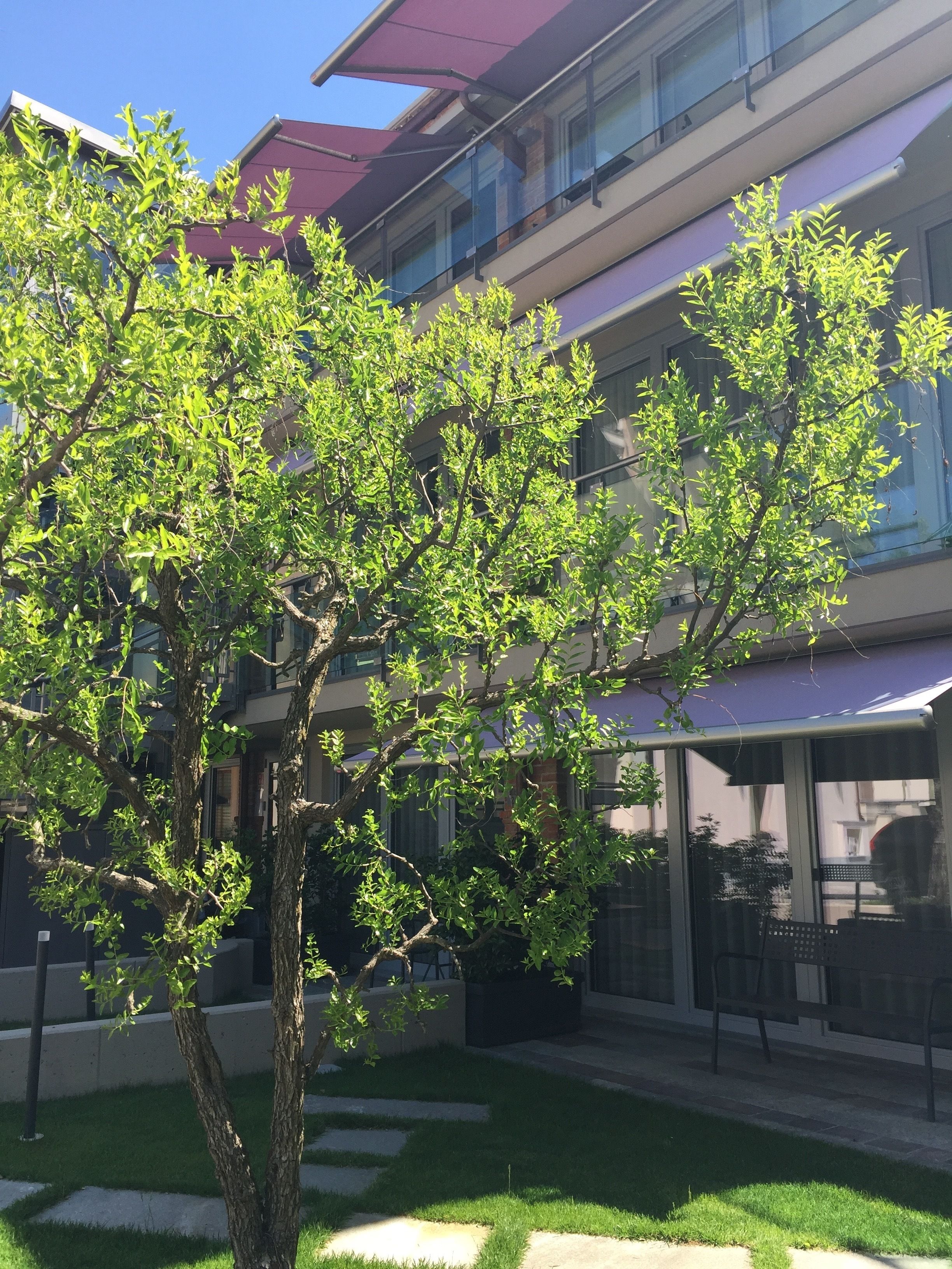 A tree-lined courtyard with a modern building featuring balconies and large windows.