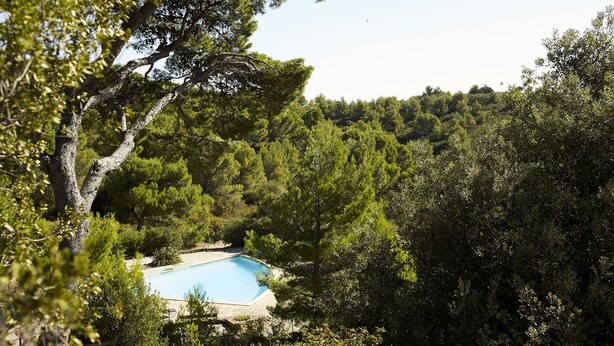Une piscine entourée d’une végétation luxuriante et d’arbres.