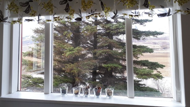 Une fenêtre ornée d’un rideau à motifs floraux, donnant sur des arbres, et sur le rebord, plusieurs petits récipients en verre.