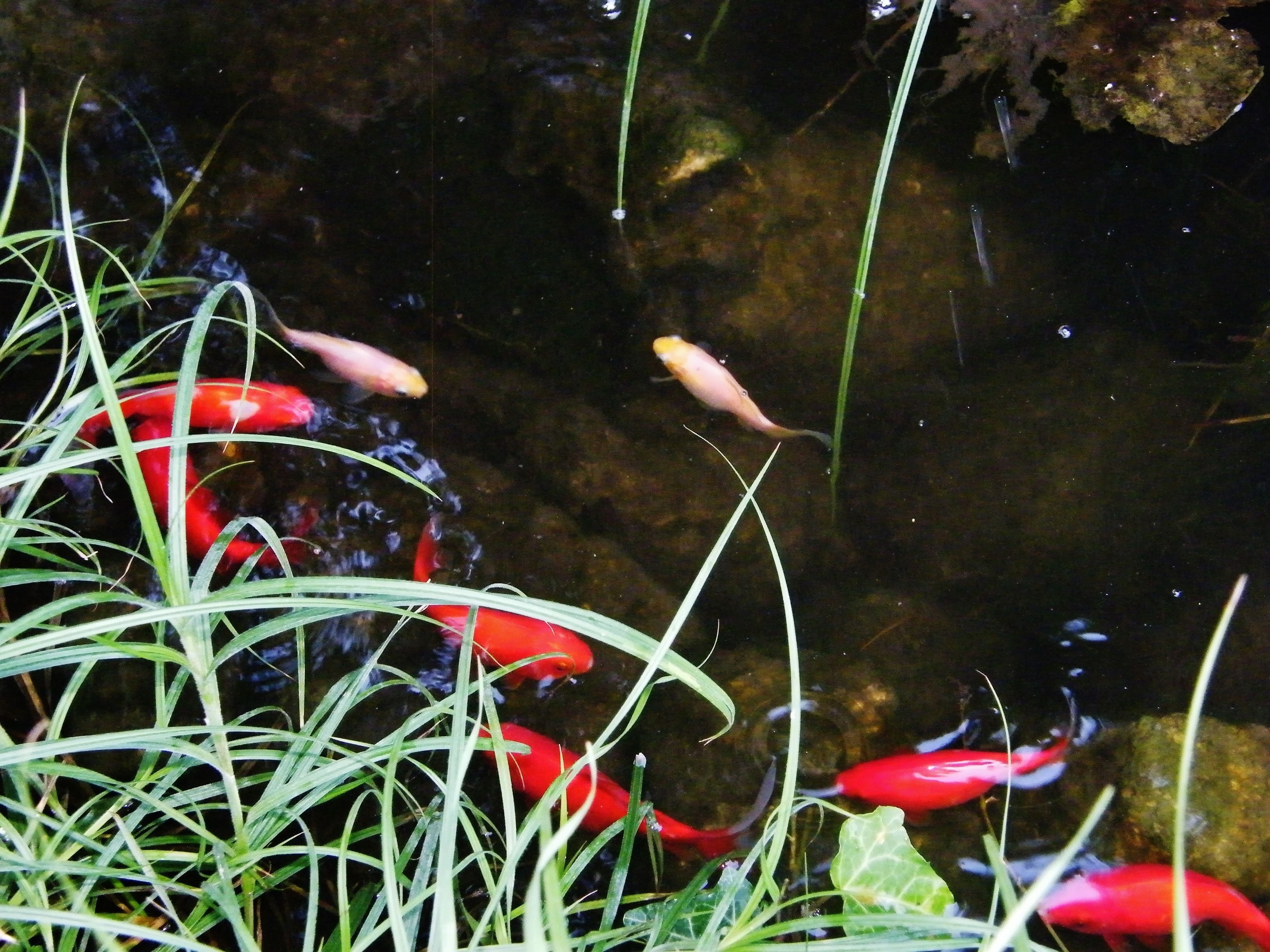 Ein Teich mit roten Fischen und grünen Pflanzen.