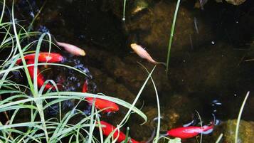 Ein Teich mit roten Fischen und grünen Pflanzen.