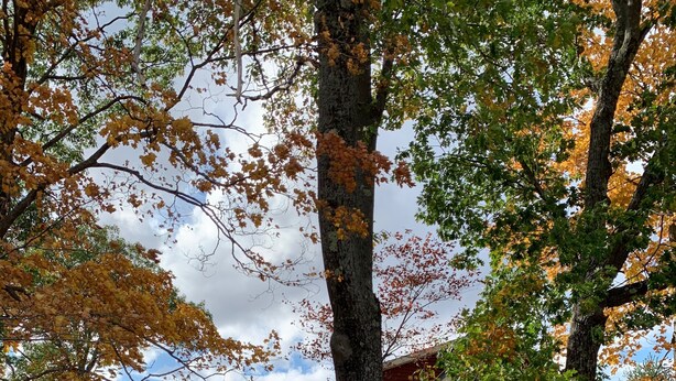 A rustic cabin with a wooden deck, surrounded by trees with autumn foliage. - 2026-27 dates available! Mountain biking or hiking the Green Mtn, or ski Okemo! (Ludlow)
