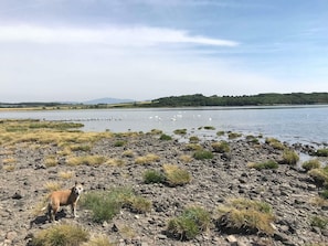 A rocky shoreline with a dog and swans in a lake, surrounded by greenery and distant hills.