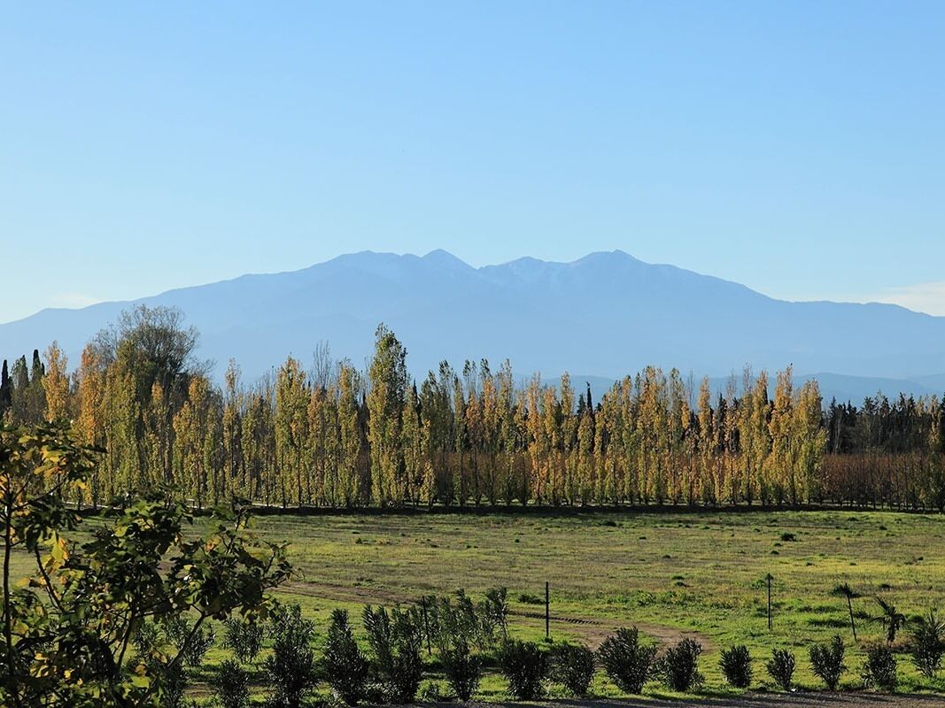 Un campo con montañas lejanas y una hilera de árboles.