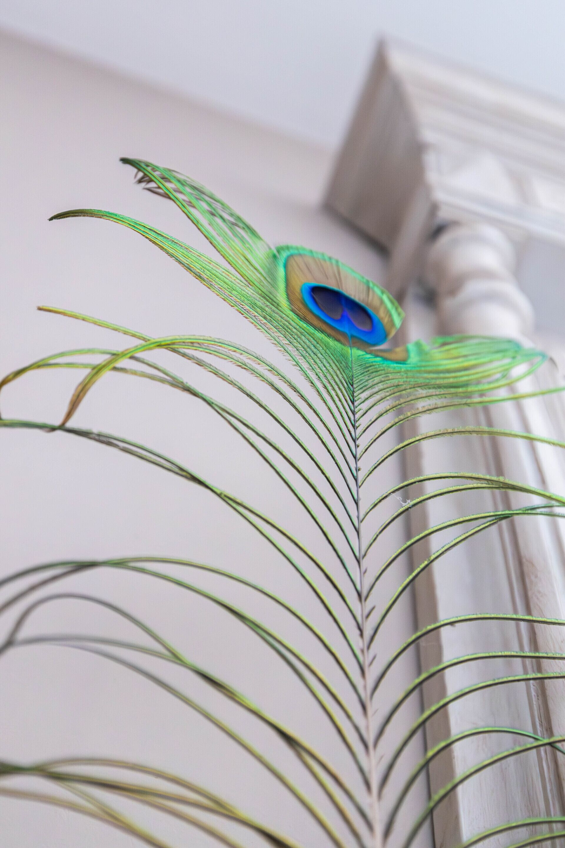Gros plan sur une plume de paon ornée de motifs en forme d’œil, qui fait probablement partie d’un objet décoratif.