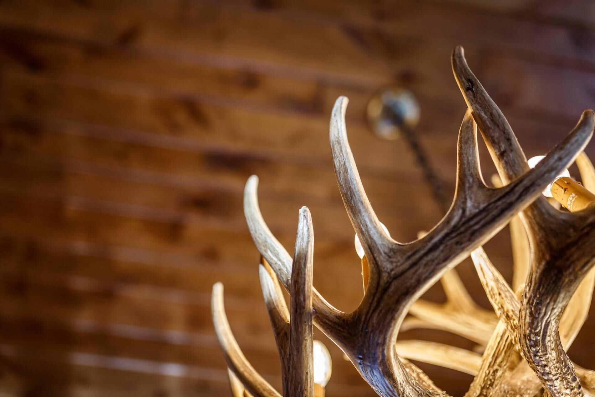 Antlers with a wooden background.