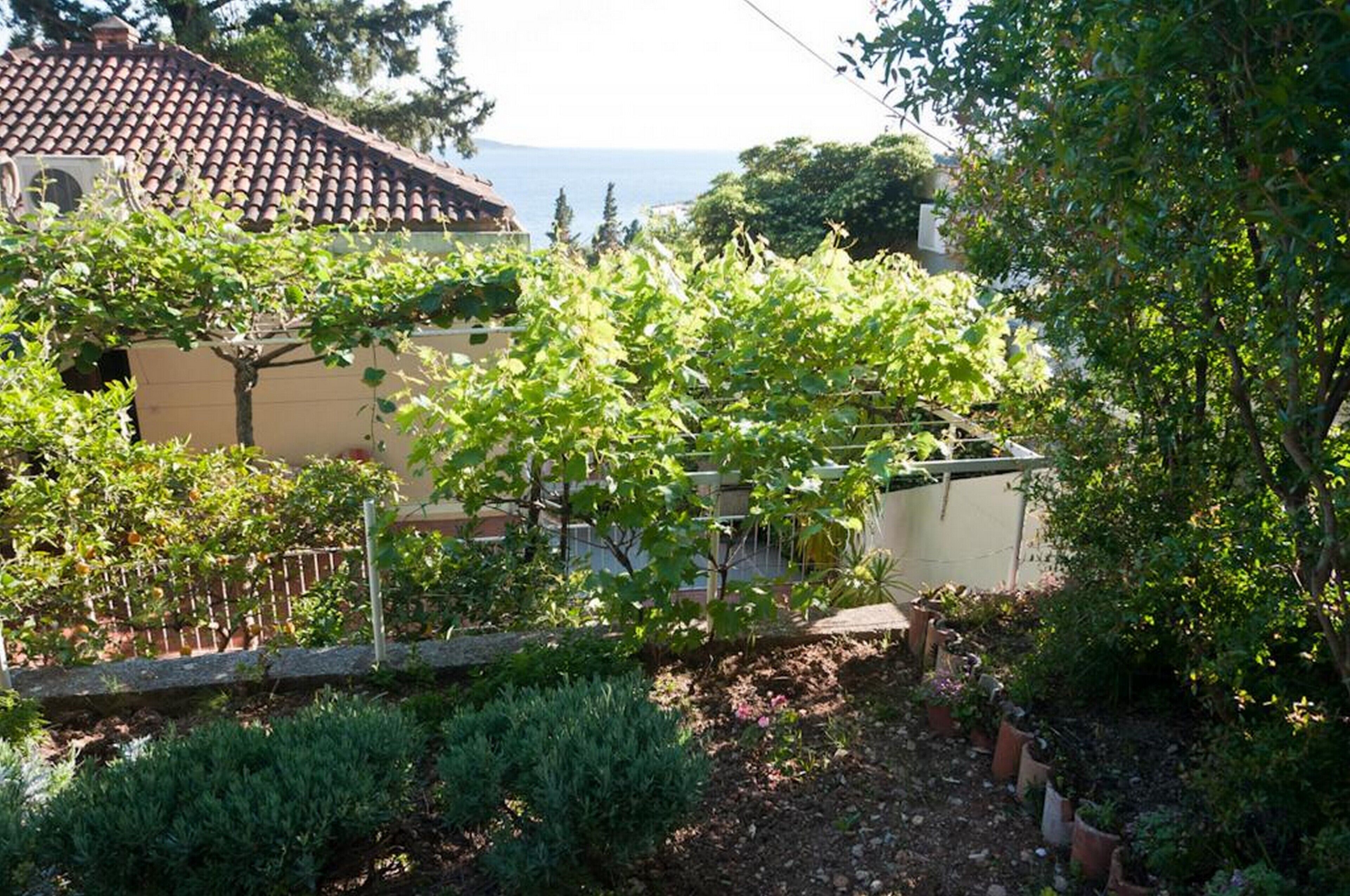A garden with various plants and a house with a tiled roof.