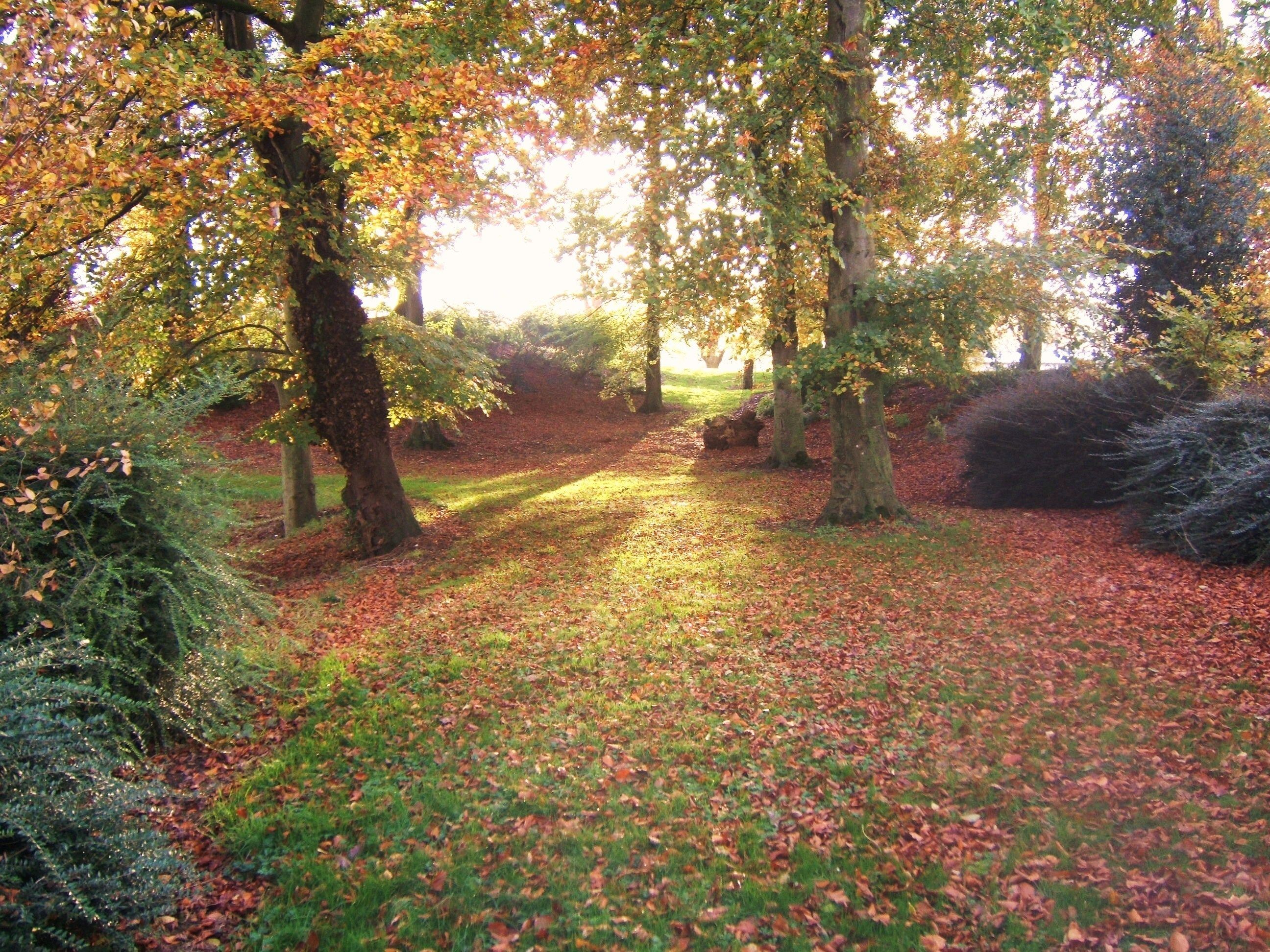 A forested area with a path covered in fallen leaves.