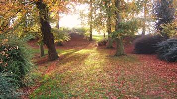 A forested area with a path covered in fallen leaves.