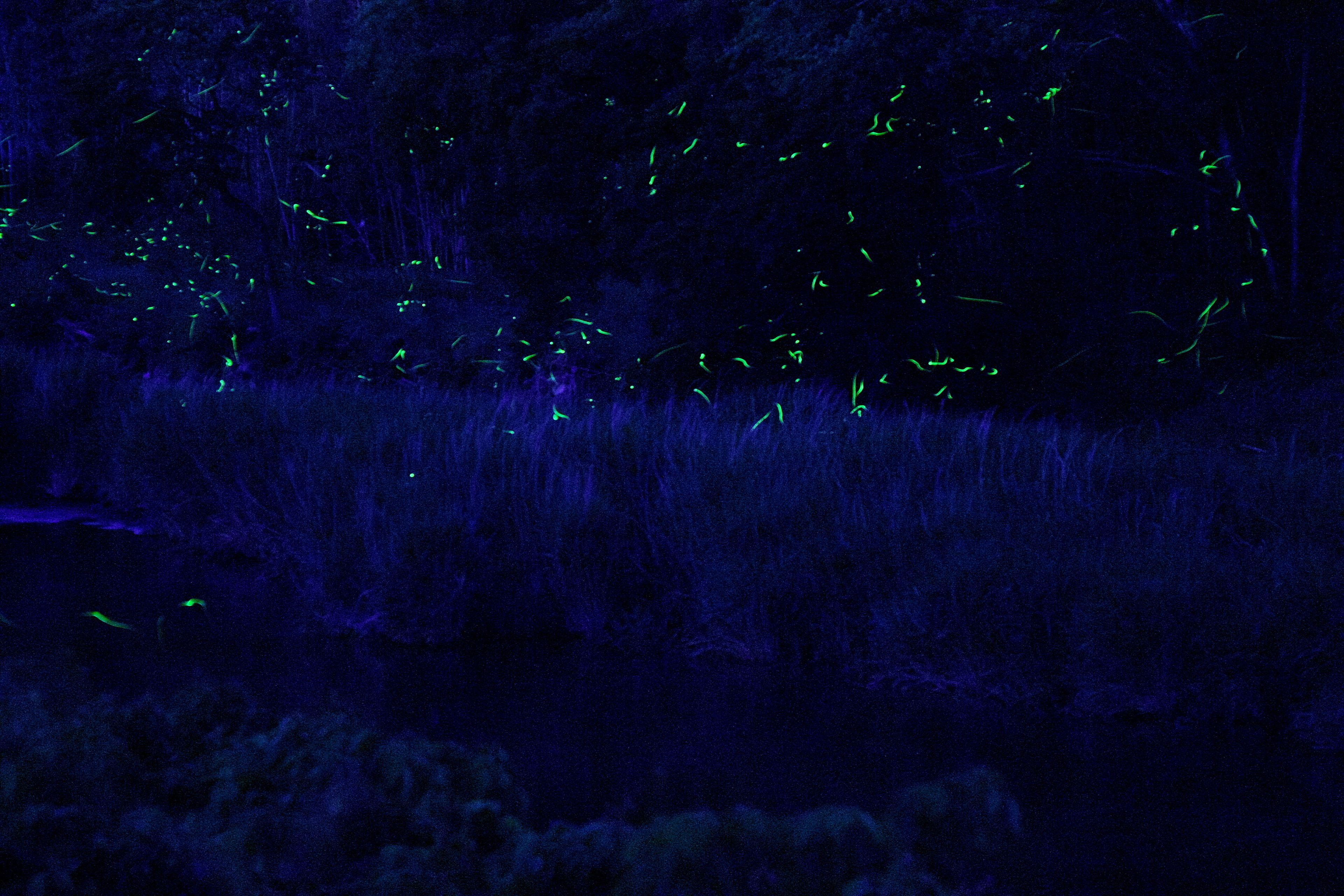 A dark, forested area with green lights scattered throughout.