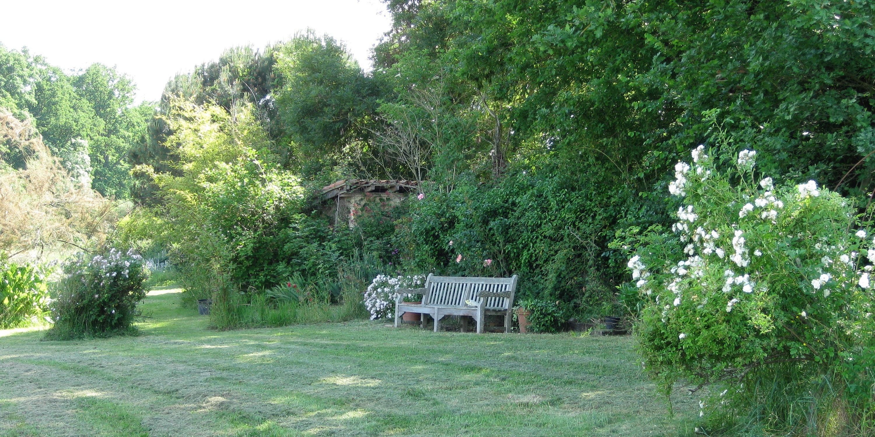 Un jardin avec un banc et un feuillage dense.