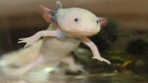 A small, pale creature with pinkish fins and a rounded head, possibly a young aquatic animal, in a dimly lit environment. - Sunroute Tokuyama (Shunan)