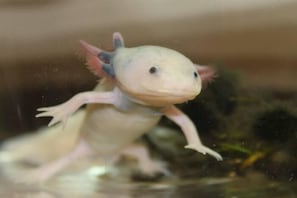 A small, pale creature with pinkish fins and a rounded head, possibly a young aquatic animal, in a dimly lit environment. - Sunroute Tokuyama (Shunan)