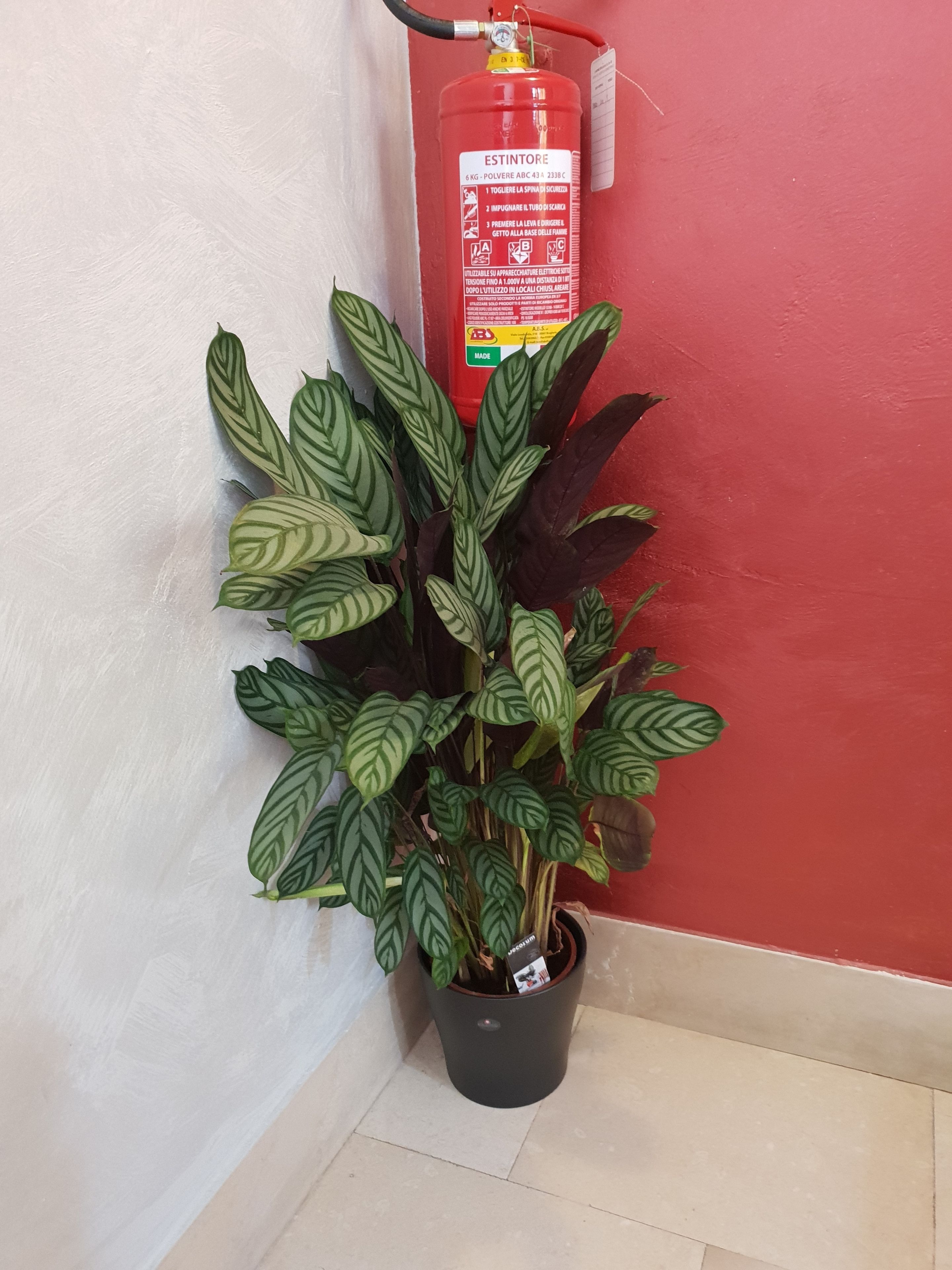 Foto - Hotel Locanda Salieri