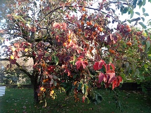 A tree with ripe fruits and autumn-colored leaves. - Chez Colombine (Chaponost)