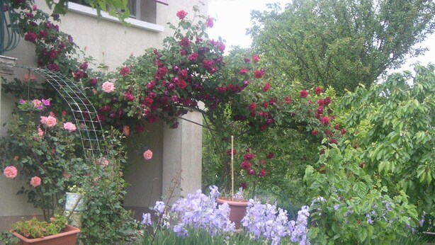 A garden with various plants and flowers, including roses and irises, in front of a building. - Chez Colombine (Chaponost)
