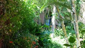 A brick pathway in a lush garden with dense foliage on either side.