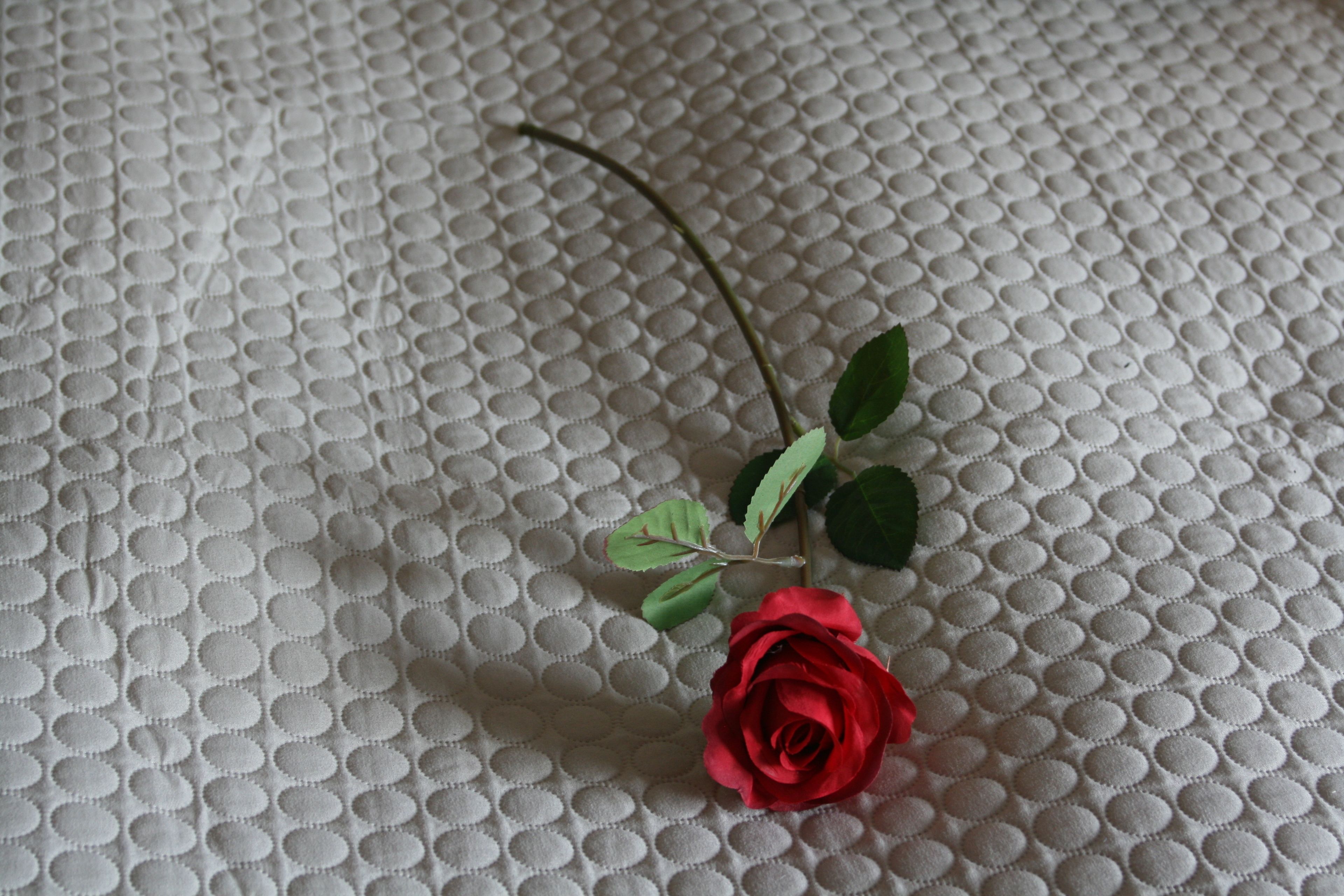 Una rosa roja solitaria con hojas verdes sobre una superficie blanca texturizada.