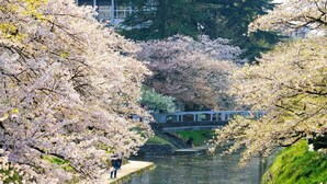 A serene riverside walkway lined with cherry blossoms, a bridge, and a stone pathway. - Hotel Yoshihara (Toyama)