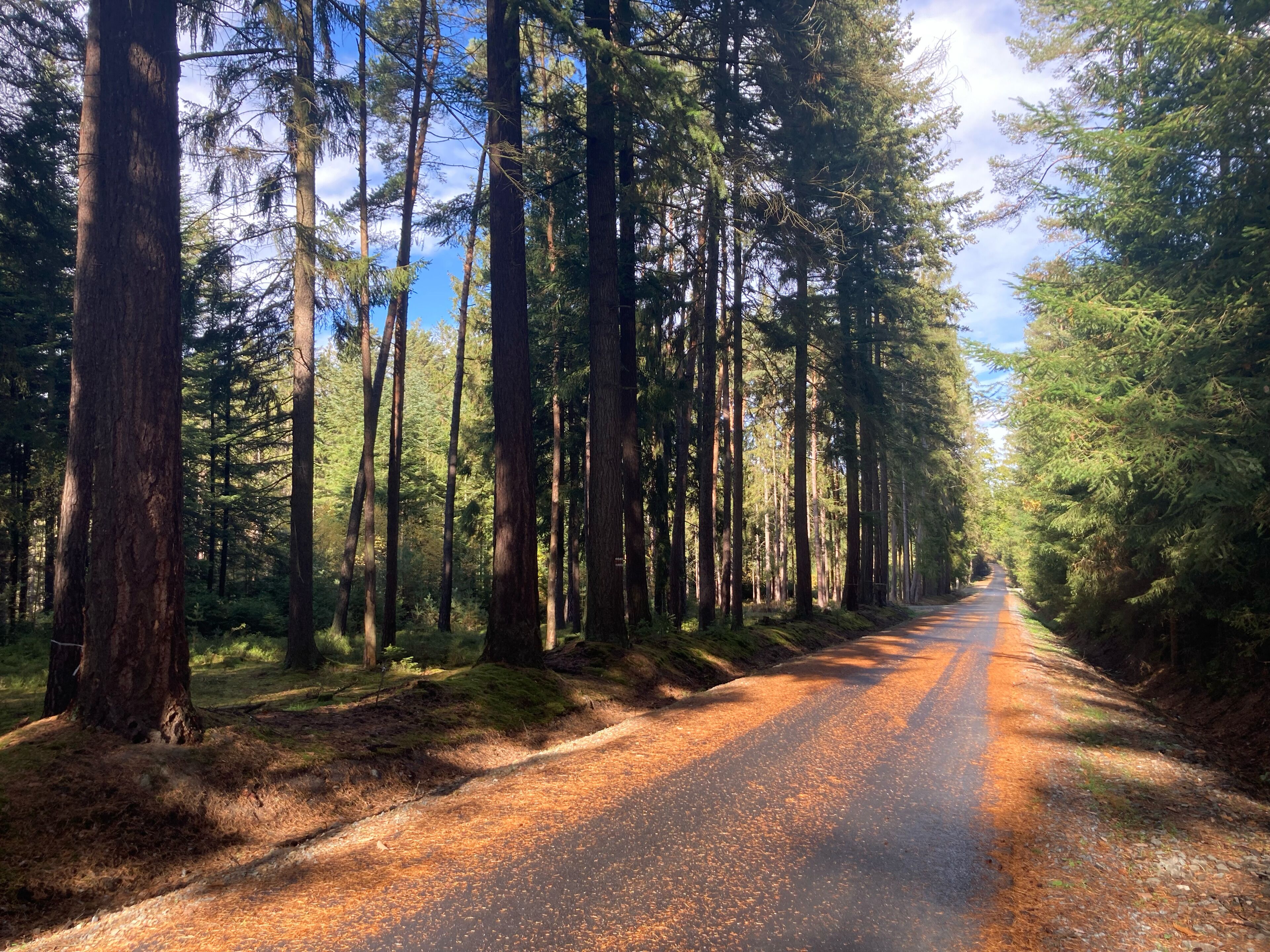 A forested road with tall trees on both sides.